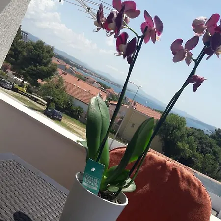 Dragicevic * Βόντιτσε